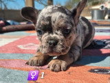 Portée de 6 chiots Bouledogue Français non LOF nés en février 2026 à réserver