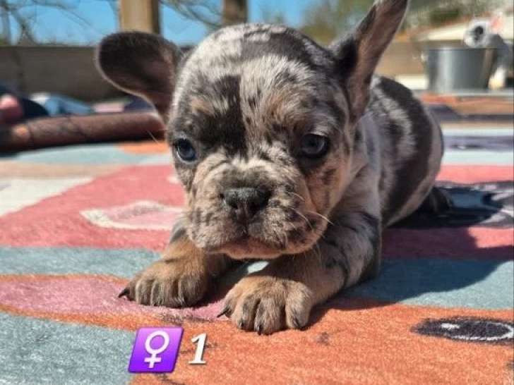 Portée de 6 chiots Bouledogue Français non LOF nés en février 2026 à réserver