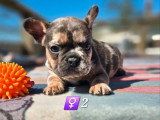 Portée de 6 chiots Bouledogue Français non LOF nés en février 2026 à réserver
