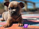 Portée de 6 chiots Bouledogue Français non LOF nés en février 2026 à réserver