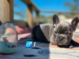 Portée de 6 chiots Bouledogue Français non LOF nés en février 2026 à réserver