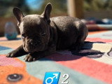 Portée de 6 chiots Bouledogue Français non LOF nés en février 2026 à réserver