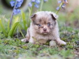 2 chiots Pomchi mâles non LOF nés en février 2026 à vendre