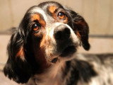 Chienne Setter Anglais LOF 6 ans à céder pour compagnie