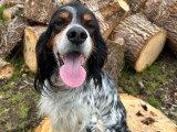 Chienne Setter Anglais LOF 6 ans à céder pour compagnie