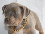 4 chiots femelles Bully Pocket Standard non LOF nées en février 2026 à vendre