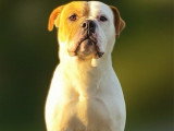 Chienne Bulldog Continental LOF crème 3 ans à céder