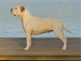 Chienne Bulldog Continental LOF crème 3 ans à céder
