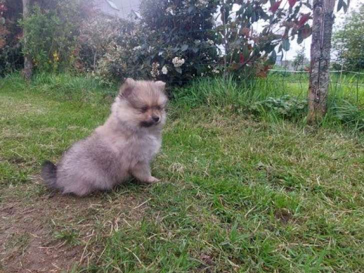 Chiot mâle Spitz nain non LOF né février 2026 à vendre