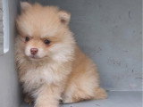 Chiot mâle Spitz nain non LOF né février 2026 à vendre