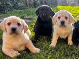 Portée de 5 chiots Labrador Retriever non LOF nés en février 2026