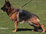 Chiot Berger Allemand mâle LOF à vendre