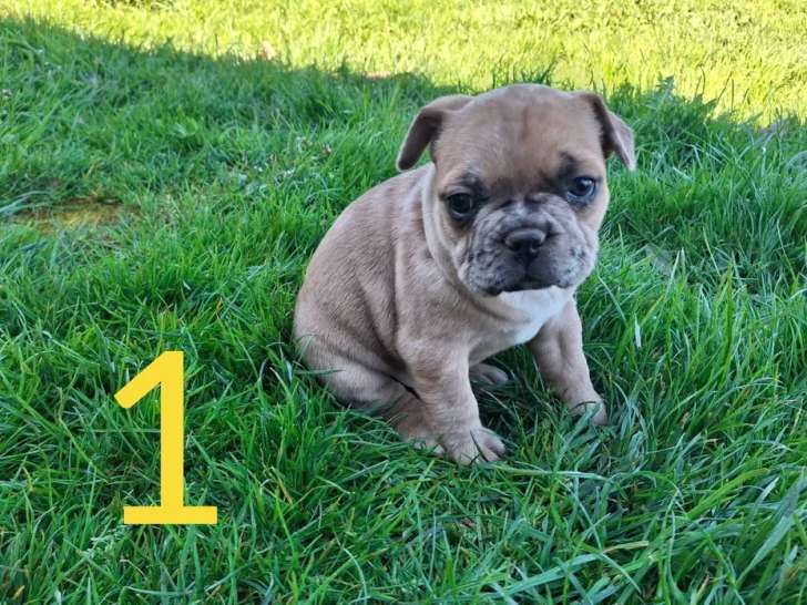 Portée de 5 chiots Bouledogue Français non LOF nés en février 2026 à réserver