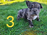Portée de 5 chiots Bouledogue Français non LOF nés en février 2026 à réserver