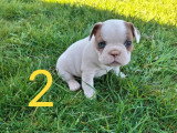Portée de 5 chiots Bouledogue Français non LOF nés en février 2026 à réserver