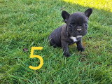 Portée de 5 chiots Bouledogue Français non LOF nés en février 2026 à réserver