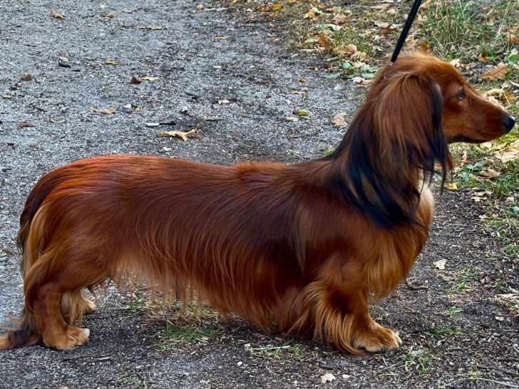 Mâle Teckel Nain à poil long disponible pour saillie
