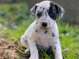 Portée de 10 chiots Dalmatiens mâles nés en février 2026 non LOF