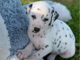 Portée de 10 chiots Dalmatiens mâles nés en février 2026 non LOF