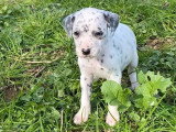 Portée de 10 chiots Dalmatiens mâles nés en février 2026 non LOF