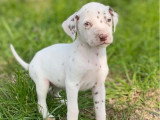 Portée de 10 chiots Dalmatiens mâles nés en février 2026 non LOF