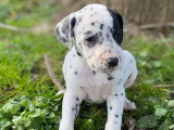 Portée de 10 chiots Dalmatiens mâles nés en février 2026 non LOF