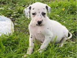 Portée de 10 chiots Dalmatiens mâles nés en février 2026 non LOF