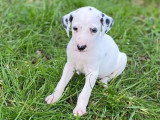 Portée de 10 chiots Dalmatiens mâles nés en février 2026 non LOF