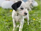 Portée de 10 chiots Dalmatiens mâles nés en février 2026 non LOF