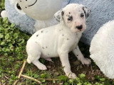 Portée de 10 chiots Dalmatiens mâles nés en février 2026 non LOF