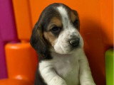 Chiots Beagles mâles non LOF à vendre nés en février 2026