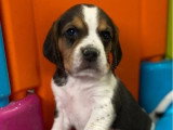 Chiots Beagles mâles non LOF à vendre nés en février 2026