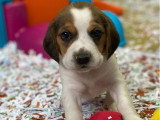 Chiots Beagles mâles non LOF à vendre nés en février 2026