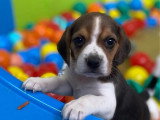 Chiots Beagles mâles non LOF à vendre nés en février 2026