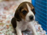 Chiots Beagles mâles non LOF à vendre nés en février 2026