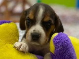 Chiots Beagles mâles non LOF à vendre nés en février 2026
