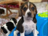 Chiots Beagles mâles non LOF à vendre nés en février 2026