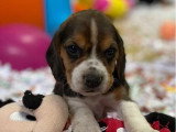 Chiots Beagles mâles non LOF à vendre nés en février 2026