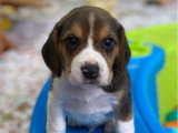 Chiots Beagles mâles non LOF à vendre nés en février 2026