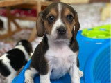 Chiots Beagles mâles non LOF à vendre nés en février 2026