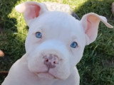 2 chiots femelles American Bully non LOF nées avril 2026