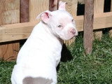 2 chiots femelles American Bully non LOF nées avril 2026