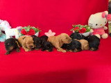 9 chiots Cocker Anglais LOF nés en mars 2026 à réserver