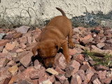 Chiot femelle Pinscher Nain non LOF disponible en avril 2026
