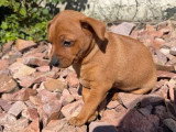 Chiot femelle Pinscher Nain non LOF disponible en avril 2026