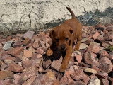 Chiot femelle Pinscher Nain non LOF disponible en avril 2026