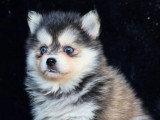 2 chiots femelles Pomsky non LOF à la réservation, nés en janvier 2026