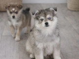2 chiots femelles Pomsky non LOF à la réservation, nés en janvier 2026