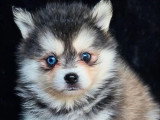 2 chiots femelles Pomsky non LOF à la réservation, nés en janvier 2026