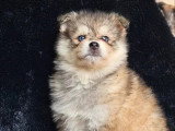 2 chiots femelles Pomsky non LOF à la réservation, nés en janvier 2026